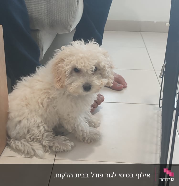 כלב יושב ליד כלוב אימון על רצפה